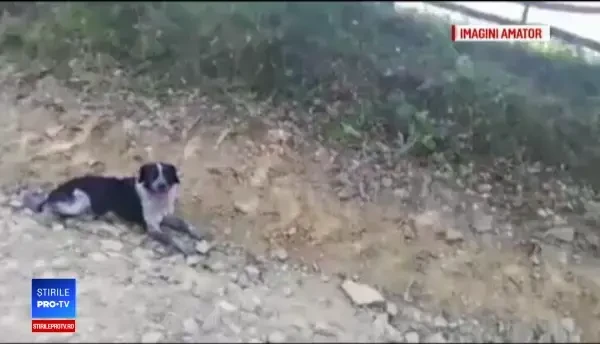 Un maratonist a adoptat o cățelusă care a alergat cu el 105 km