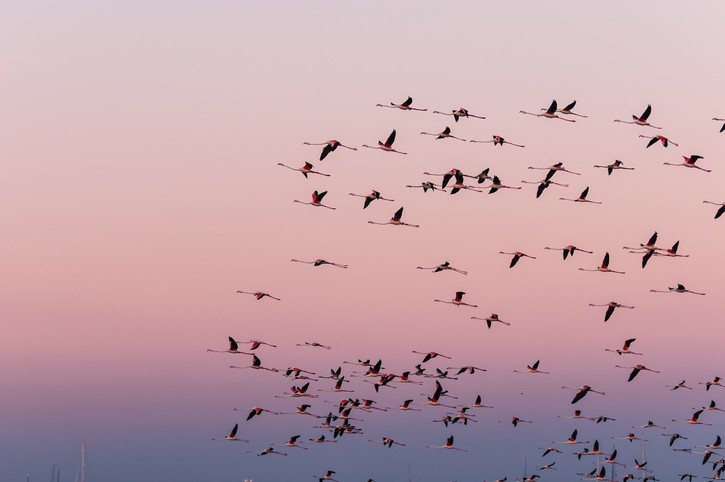 Stol de păsări flamingo, în Ialomiţa. De ce nu sunt roz