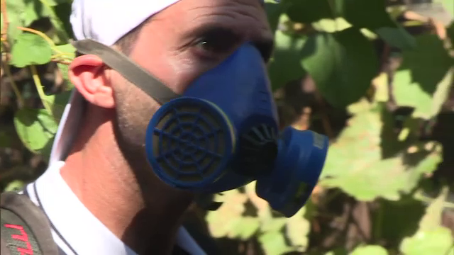 Șoareci în pereţi şi lilieci în hote. Cu ce probleme se mai confruntă bucureștenii