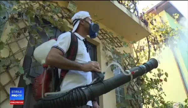 Șoareci în pereţi şi lilieci în hote. Cu ce probleme se mai confruntă bucureștenii