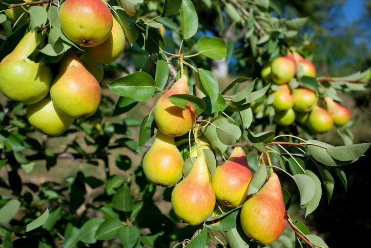 Invenţia românească care elimină chimicalele din fructe şi legume