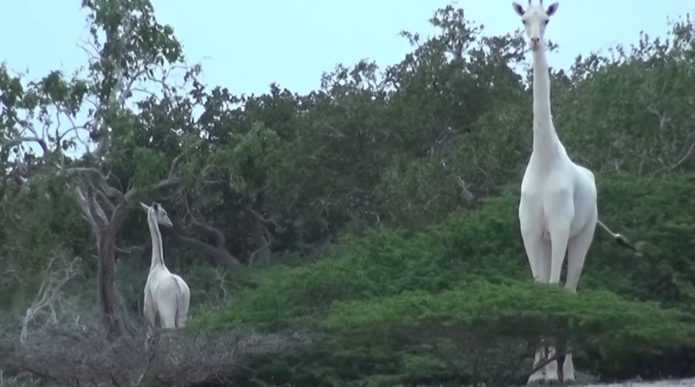 Fotografia rară a două exemplare de girafă albă, surprinse în Kenya