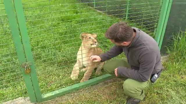 Moja, puiul de leu care s-a născut acum un an la Zoo Oradea, a murit