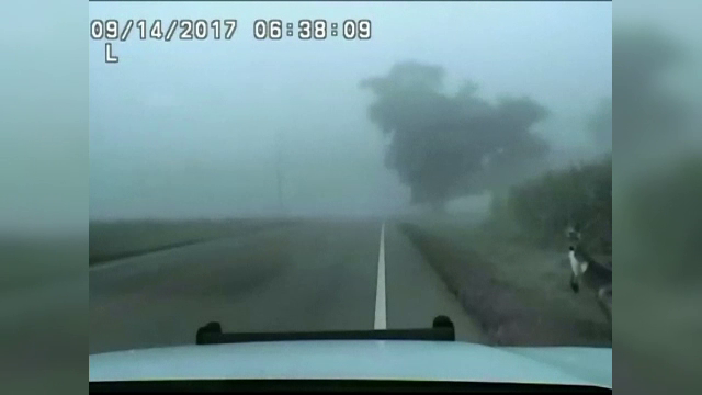 Cangur evadat de la o fermă din Wisconsin, prins pe autostradă. Ce reacţie a avut când a văzut poliţia