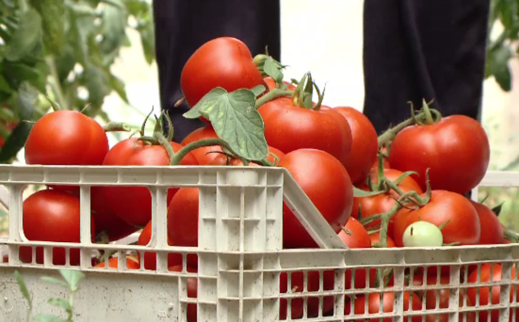O să avem roșii românești în piețe până în decembrie. Ajutorul primit de fermieri