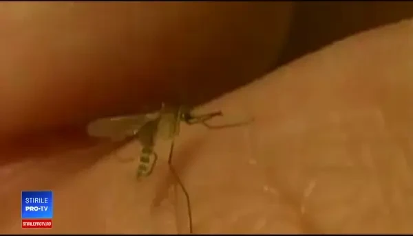 Încă 2 oameni au murit, iar alte câteva zeci au fost depistați cu virusul West Nile