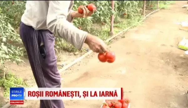 O să avem roșii românești în piețe până în decembrie. Ajutorul primit de fermieri