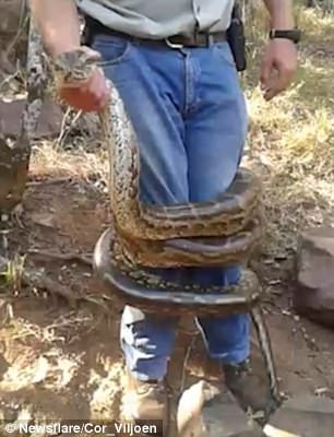 Vânătorul care a ajuns vânat. Un expert în reptile este aproape ucis de un piton. VIDEO