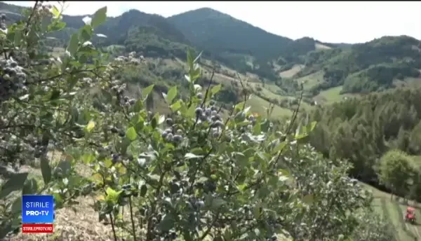 Profituri mari din culturi exotice. Cât se câștigă din 2 hectare de afine americane