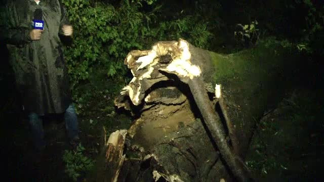 Trei persoane, ucise de un copac care s-a prăbușit peste ele, în Buziaș