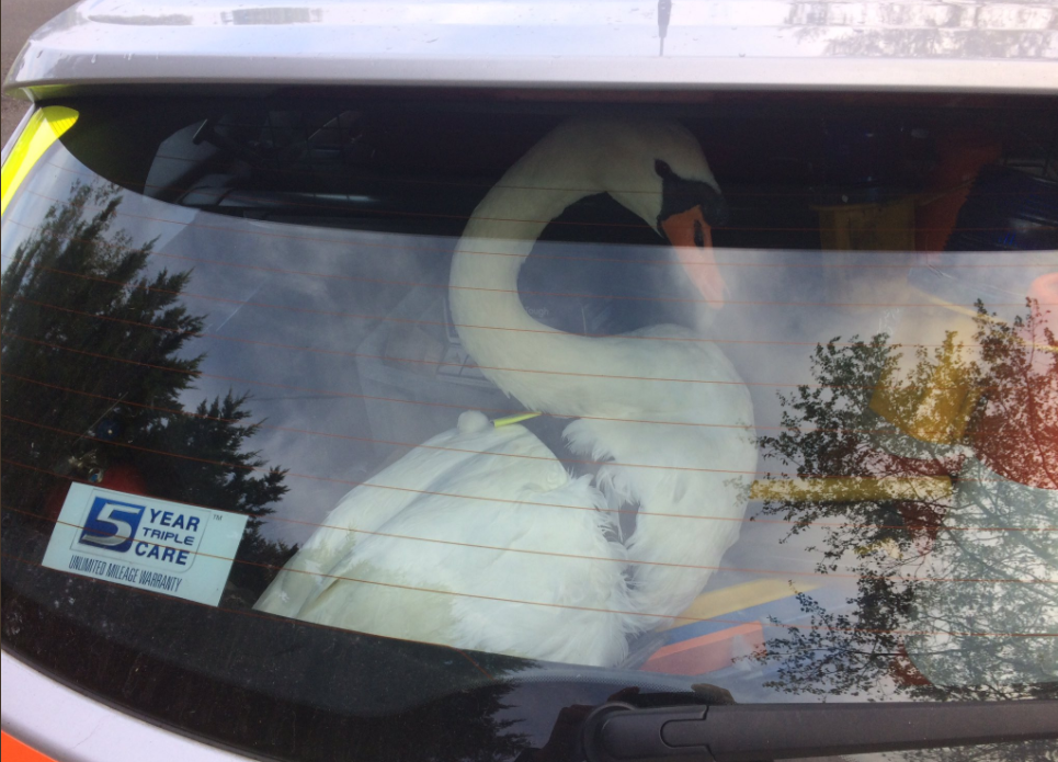 Polițiștii britanici au „arestat” o lebădă. „Infracțiunea” comisă de înaripată