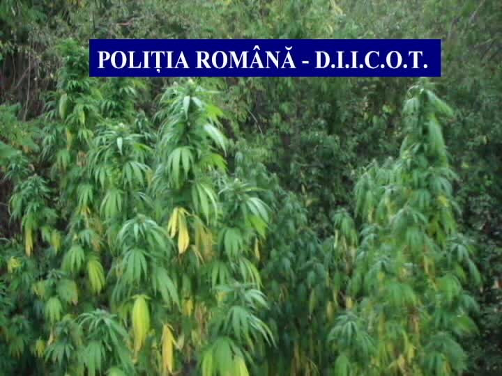 Canabisul, cel mai popular drog în România. Cât de mult a crescut consumul în ultimii ani