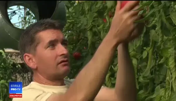 Pariul câștigător al fermierilor care au dorit să-și mărească rapid recoltele