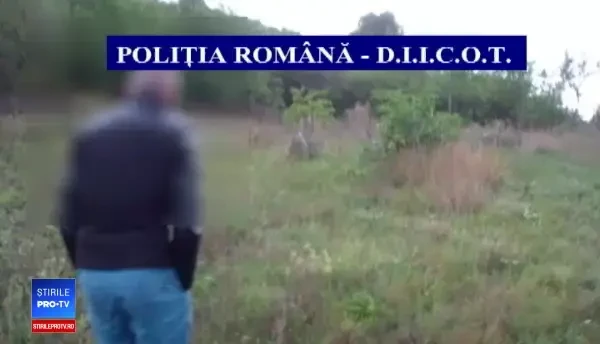 Câmp plantat cu canabis, găsit de poliţie în Mureş