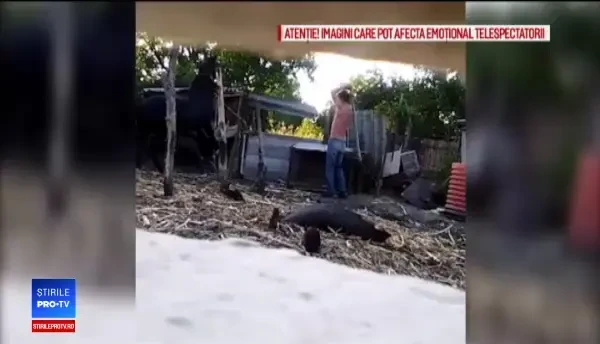 Un băcăuan şi-a torturat calul sub ochii vecinilor. Poliţia nu îi poate confisca animalul