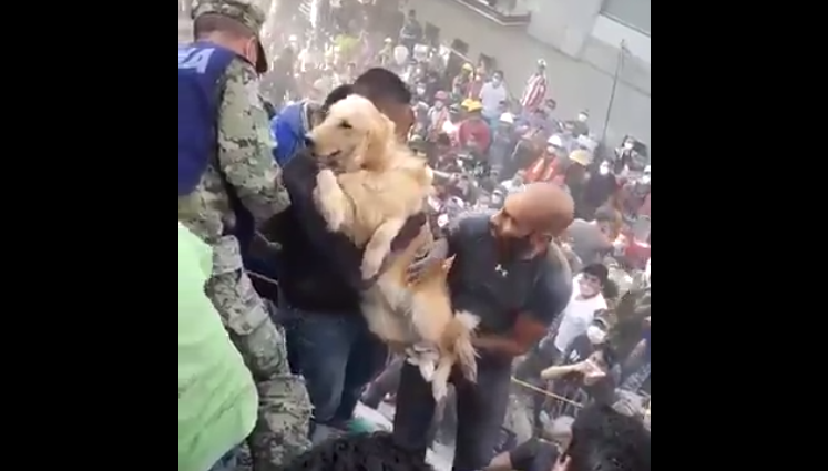 Moment viral după cutremurul din Mexic. Reacția oamenilor când un Golden Retriever este salvat. VIDEO