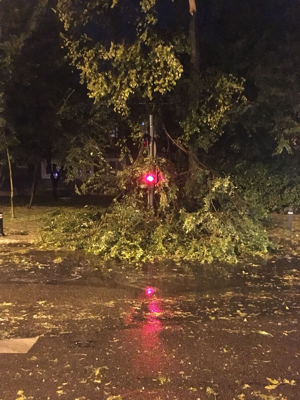 Trafic blocat în București, după ce un copac s-a prăbuşit pe reţeaua de contact a troleibuzelor