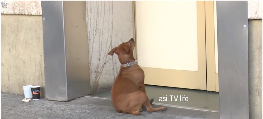 O cățelușă și-a așteptat stăpânul ore întregi la ușa unui spital din Iași. VIDEO