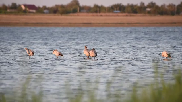 Șapte păsări flamingo au ajuns în România. Pentru prima oară, și-ar putea face cuib aici