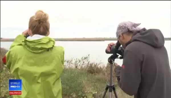 Șapte păsări flamingo au ajuns în România. Pentru prima oară, și-ar putea face cuib aici