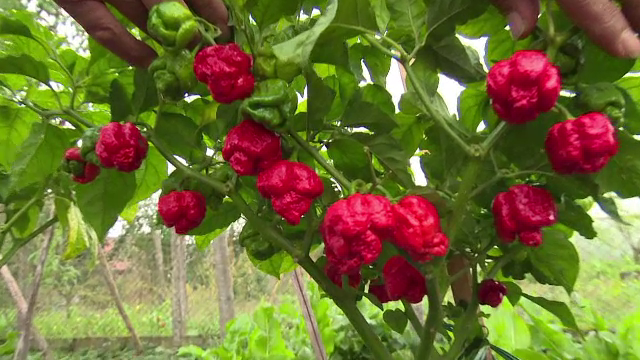 Legumele exotice profitabile pentru producătorii români