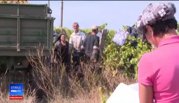 Localnicii așteaptă acasă ajutorul social, iar strugurii sunt culeși de zilieri din alte județe