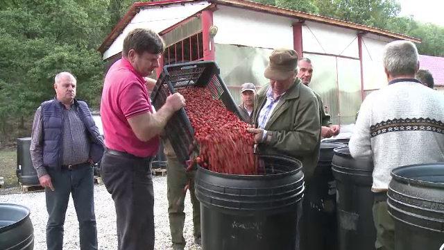 Străinii cumpără de la noi cu tonele, dar noi nu luăm în seamă proprietățile plantei