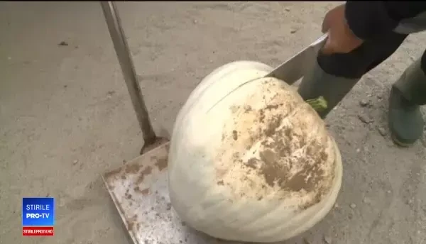 Au luat fonduri europe și și-au transformat satul în capitala dovlecilor