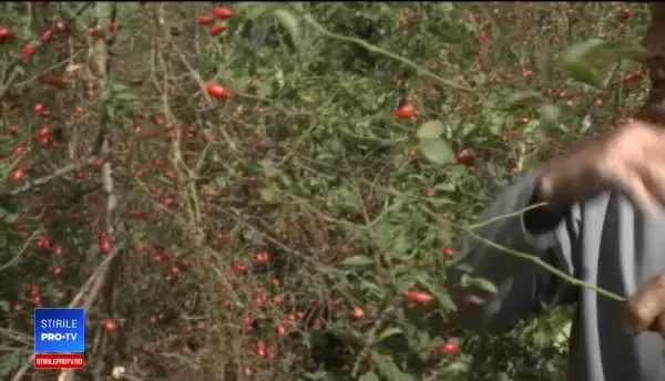 Străinii cumpără de la noi cu tonele, dar noi nu luăm în seamă proprietățile plantei