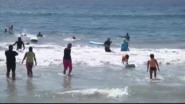 Concurs de surf pentru câini, în California