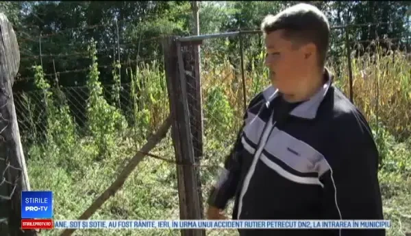 Oraşul Pucioasa, terorizat de atacurile unei ursoaice. Soluţia autorităţilor: Puneţi clopote