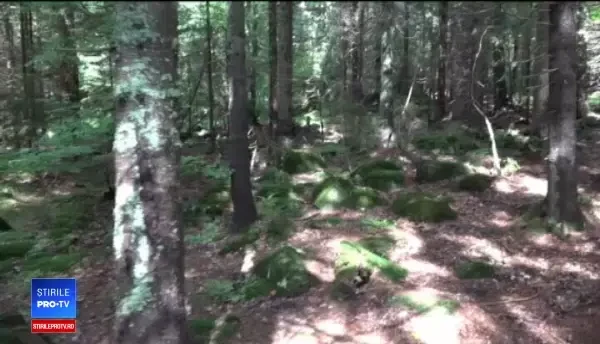 S-a rătăcit în timp ce culegea ciuperci. Ce a reușit să transmită familiei la telefon