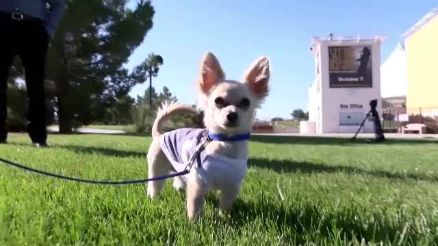 Pui de cihuahua, abandonat pe aeroport. Povestea tristă a stăpânei sale