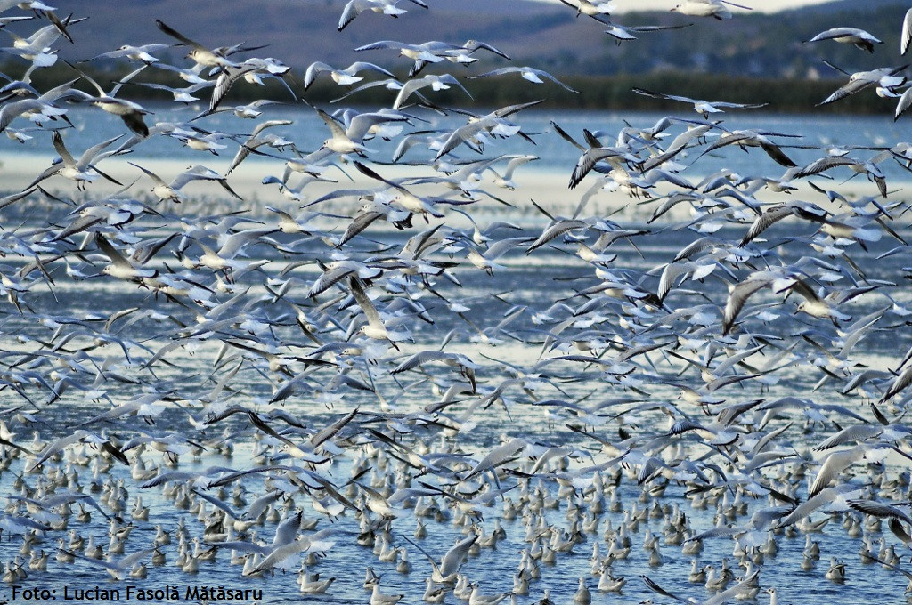 pescarusi, delta moldovei, jijia