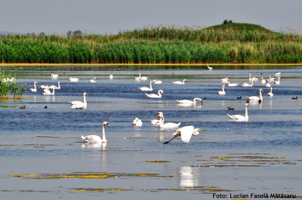 lebede, delta moldovei, jijia