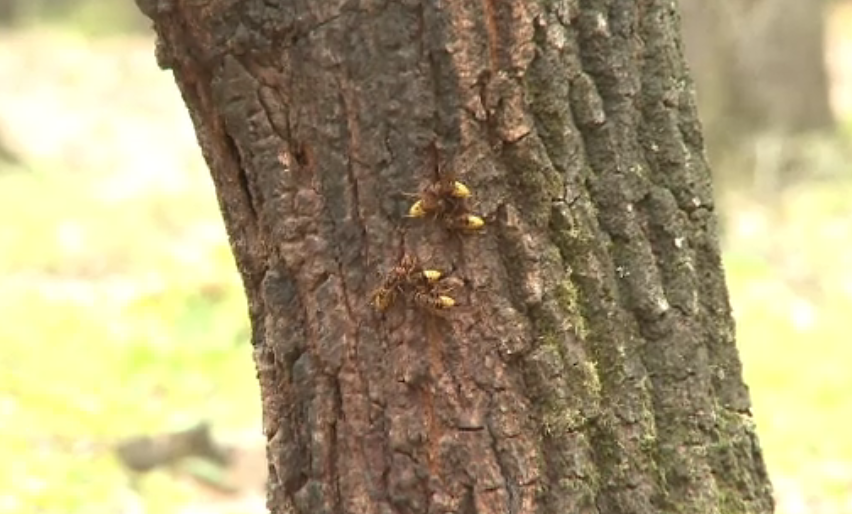 Insecte ucigaşe într-o localitate din Dolj. Doi oameni au murit după ce au fost înțepați