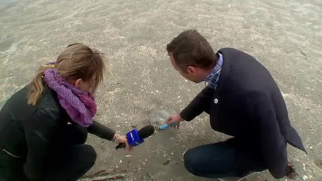 Furtunile din ultimele zile au adus pe plaja din Mamaia sute de creaturi periculoase: "plămânul mării"