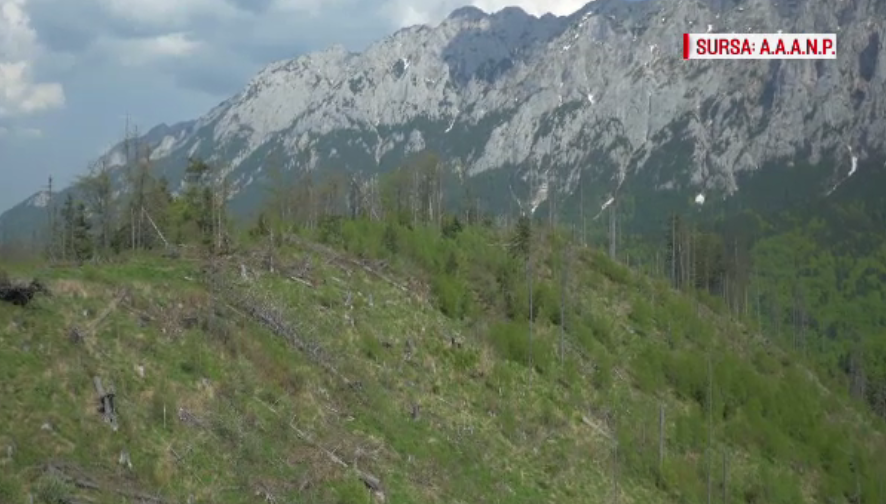 "Prima împădurire", un eşec total. Câți agricultori s-au înscris în a doua sesiune