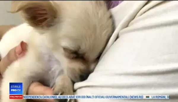 Pui de cihuahua, abandonat pe aeroport. Povestea tristă a stăpânei sale