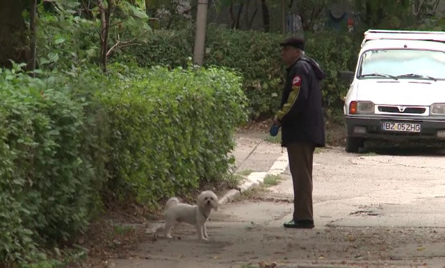 Proiect controversat la Buzău. Ar putea fi limitat numărul de animale de companie