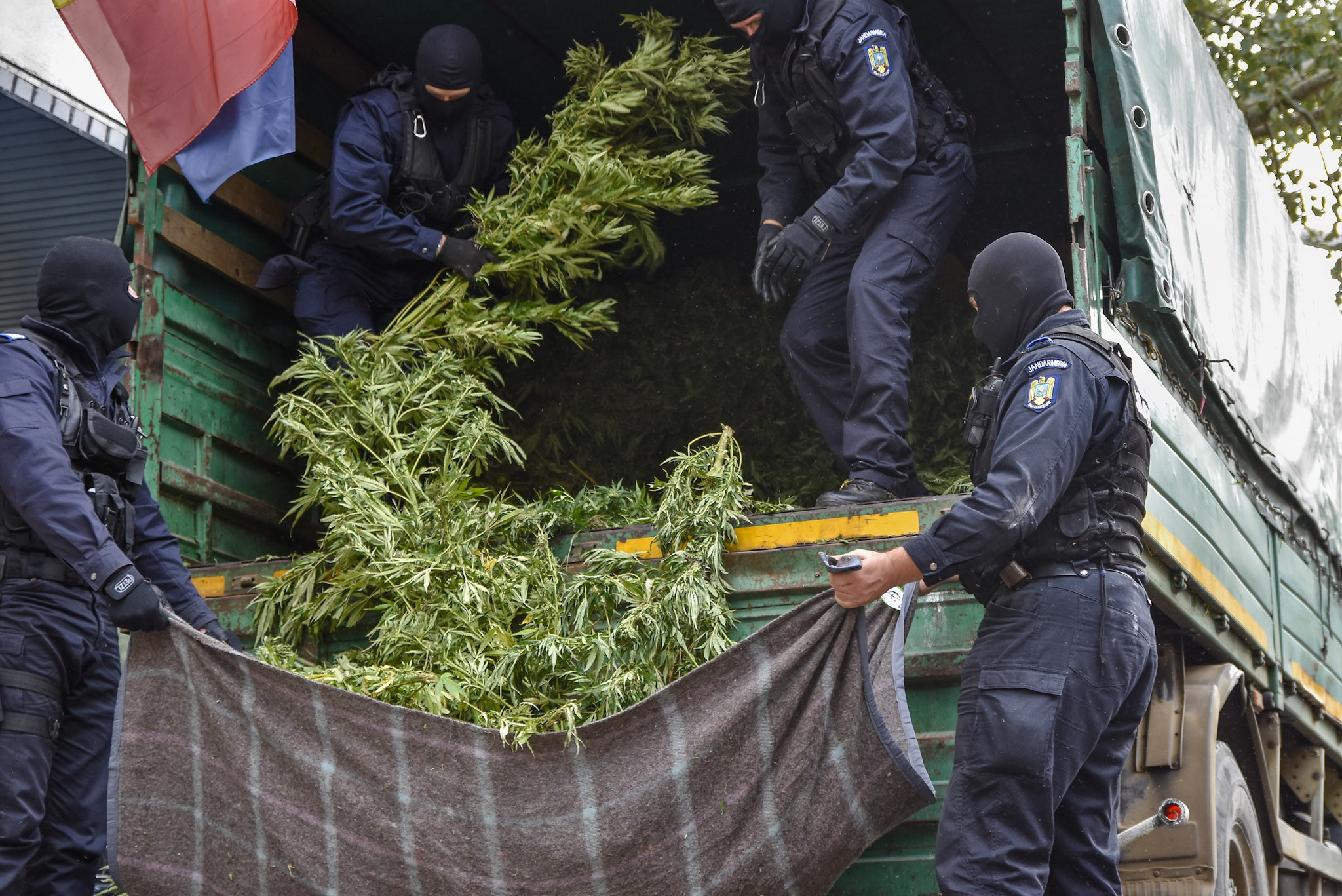 Poliţiştii au descoperit o tonă de cannabis, pus la uscat într-o hală în Timiș
