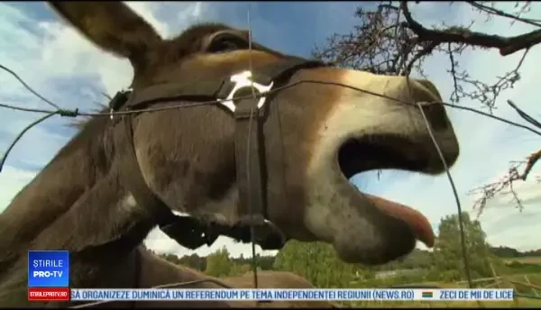 Măgarul care a gustat vopseaua unui bolid. N-am de ce să fiu supărat pe el