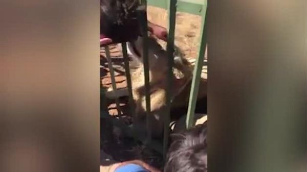 Jucător de rugby, muşcat de mână de un leu. Momentul a fost filmat