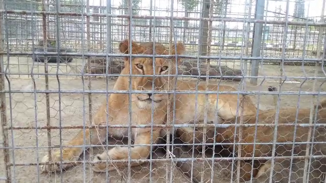Cum sunt chinuite zeci de animale în Chiajna, din ambiţia edililor. Explicaţia oficialilor