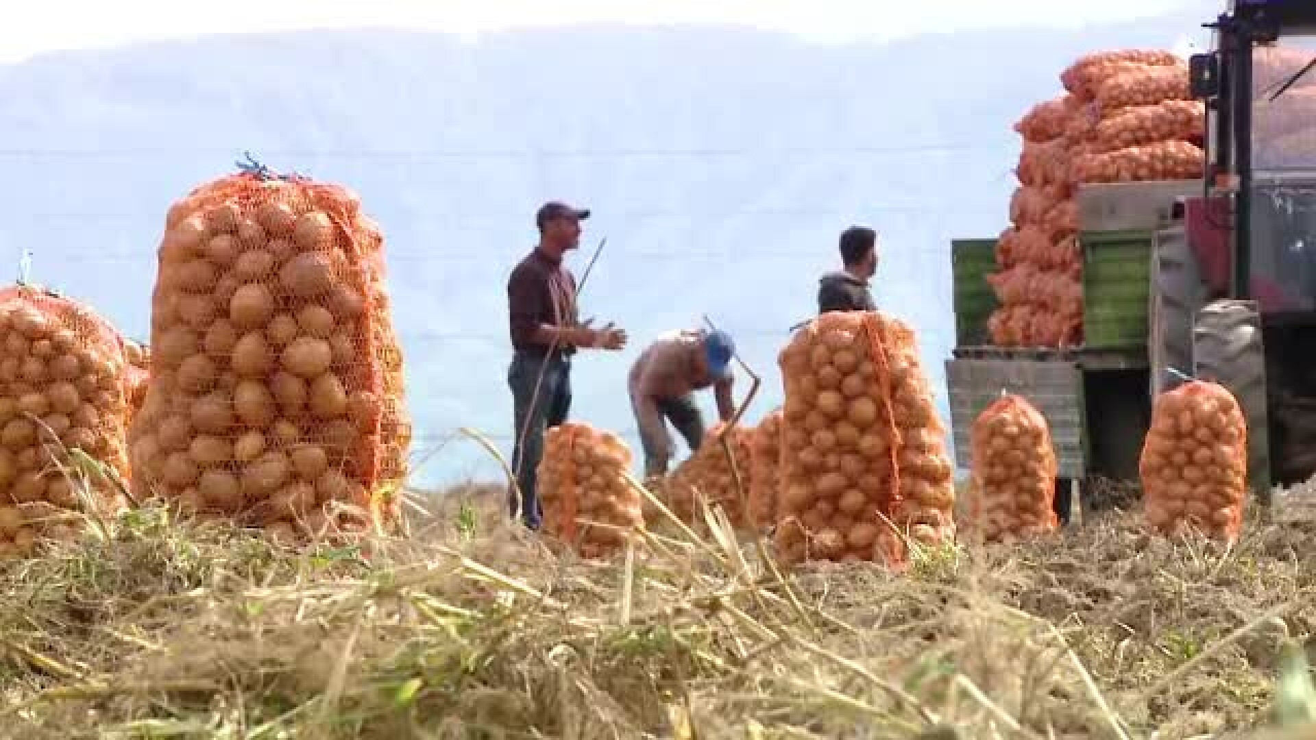 De ce nu muncesc oamenii la recoltele de pe câmp: ”E mai uşor să stai acasă”