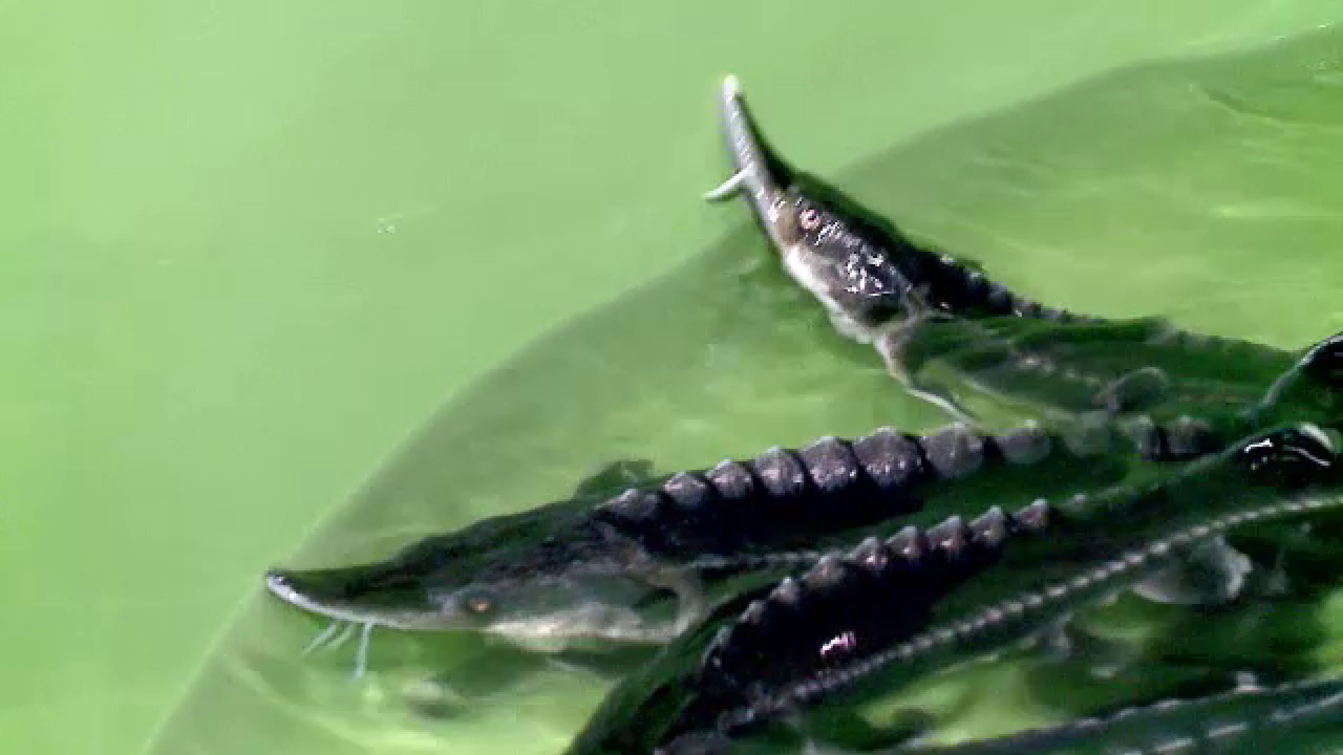 Fermierii români investesc milioane de euro în creşterea de sturioni. Cât costă kilogramul