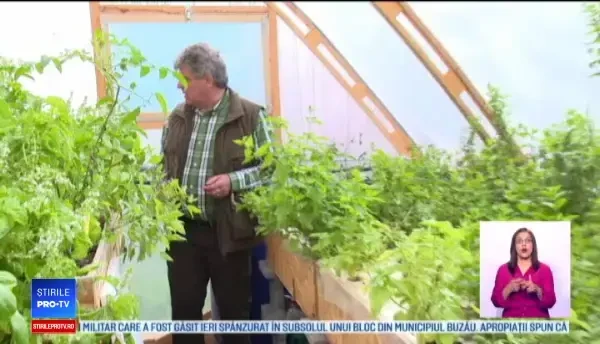 Producţii mari cu bani puţini. Ce sumă trebuie investită în agricultura acvaponică