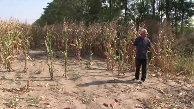 Ipoteză șocantă în cazul bărbatului de 35 de ani împuşcat în inimă într-un lan de porumb