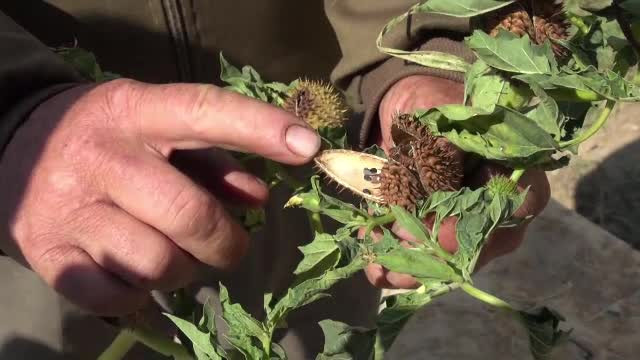 Un copil de 7 ani a murit după ce a mâncat mătrăgună. Cum putea fi salvat