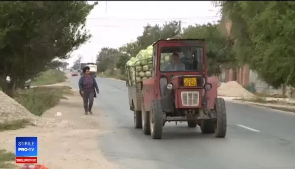 Românii atrași de specialitățile preparate din varză „hibrid”